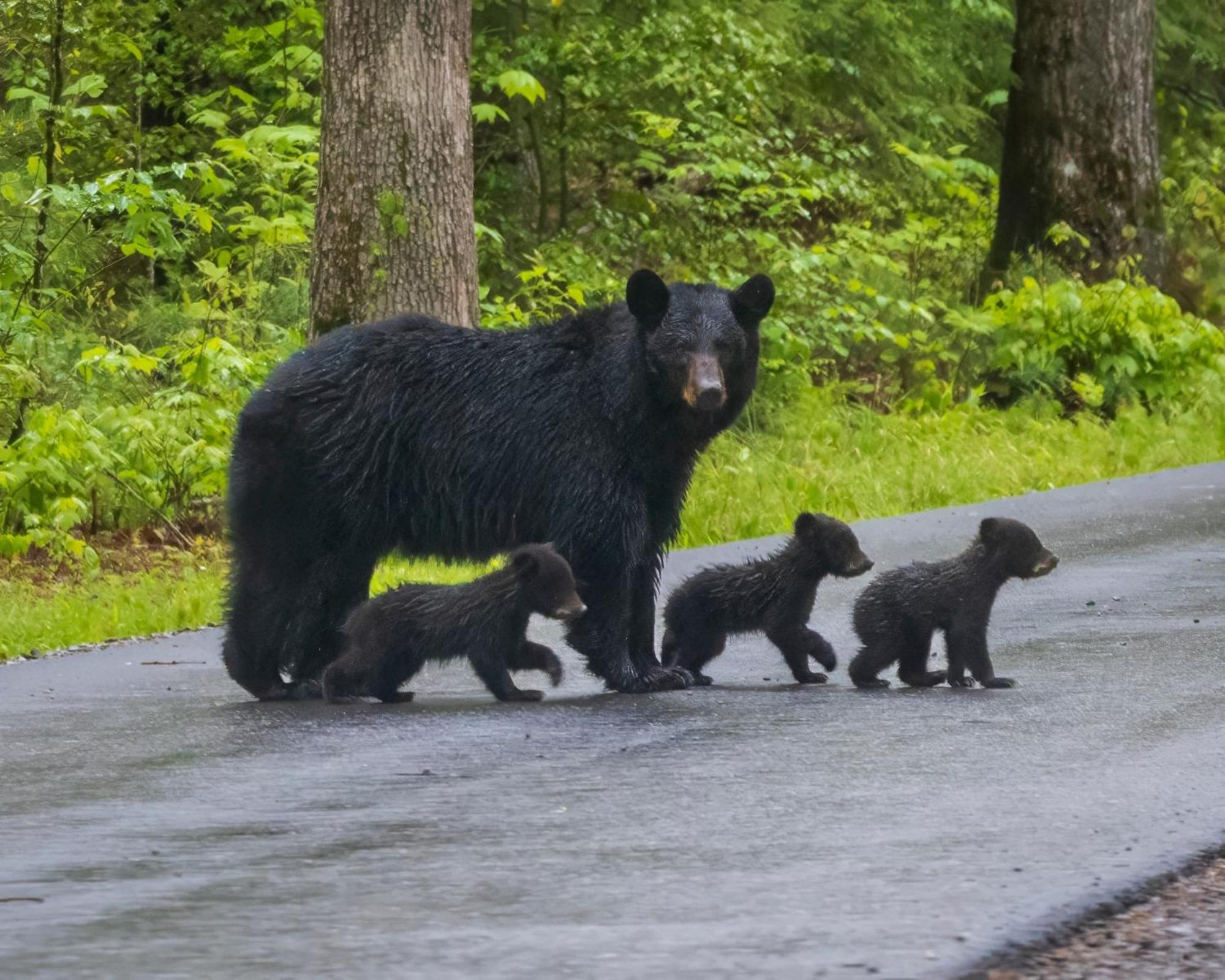 A Stones Throw, You Get 1089 Free Attraction Tickets Per Paid Day, Dollywood And Much More! Pigeon Forge Exteriér fotografie